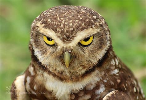 Angry owl - The Angry Owl Smithy, Gore Bay, Ontario. 32 likes. This is a place to view my work and contact for purchase or commissions.